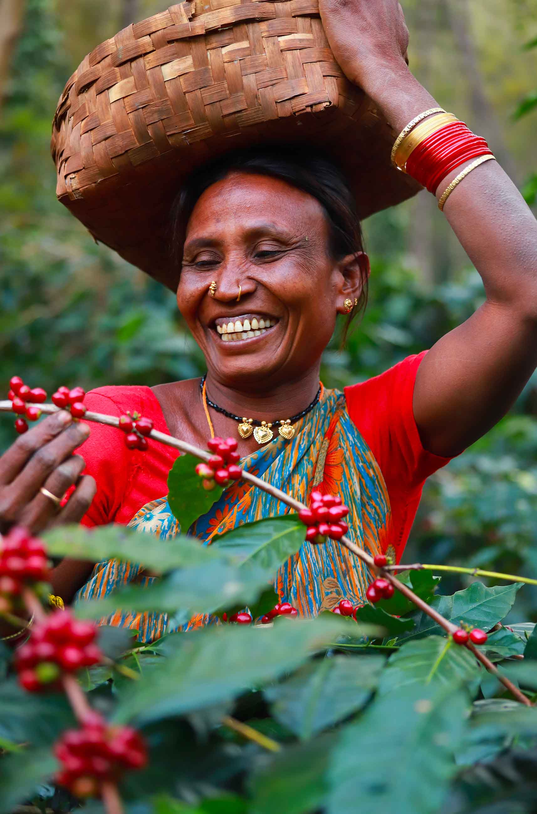 Café en grain Haute Altitude : café d'Inde notes de noisette