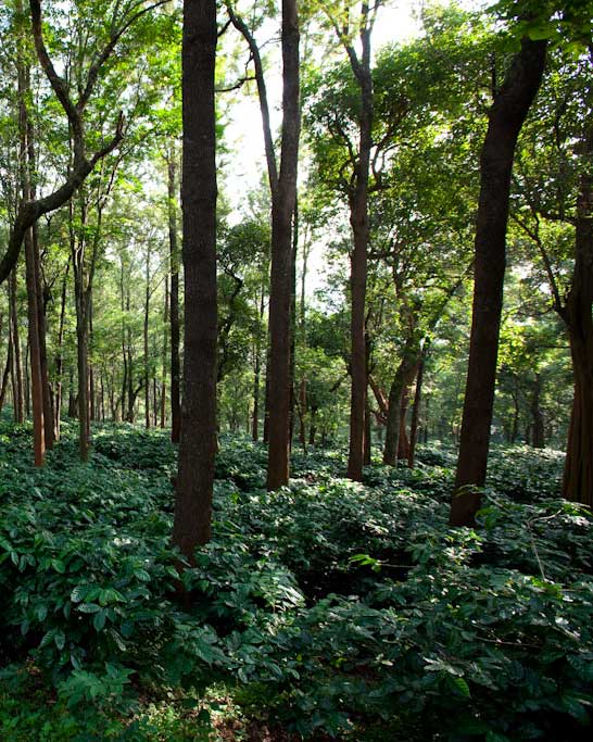 Abonnement café bio en agriculture biodynamique - Araku Coffee