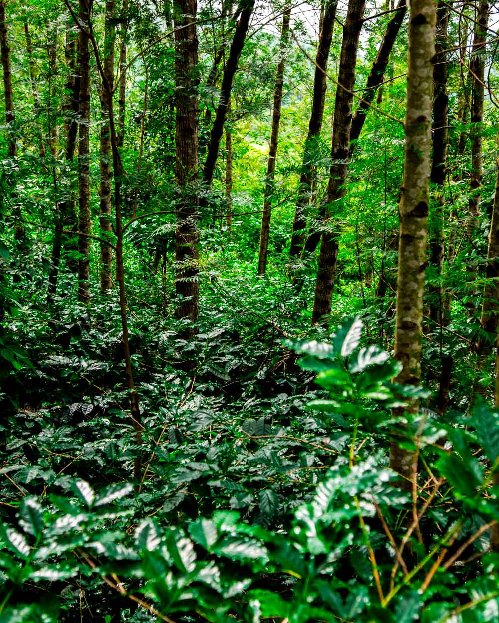 Lot de 100 capsules de café écologique Sélection : agroforesterie