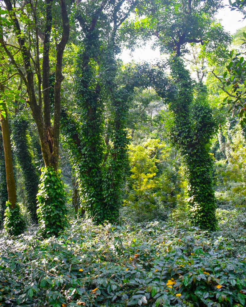 Café biologique Araku : café de spécialité Inde           