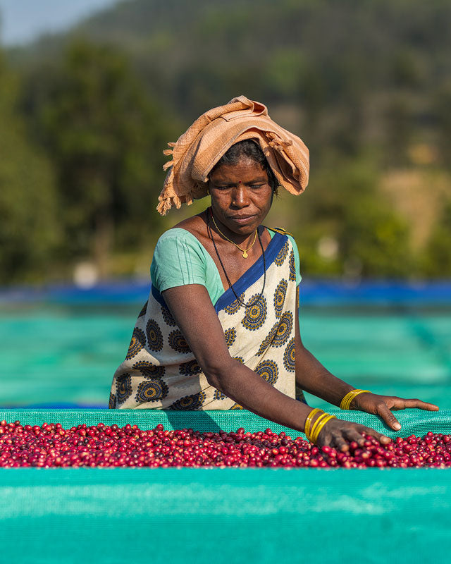 Production café indien : étalage et séchage de café bio araku