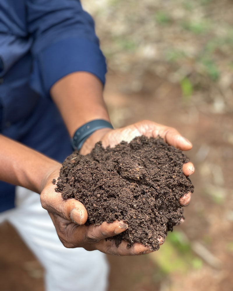 Café de spécialité bio : fertilité terre pour café arabica