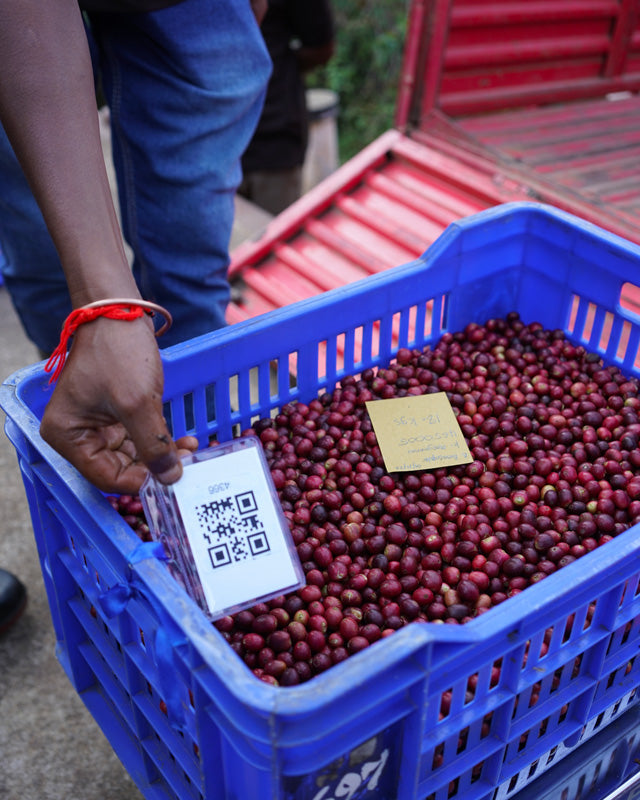 Café de spécialité bio : traçabilité café arabica Araku