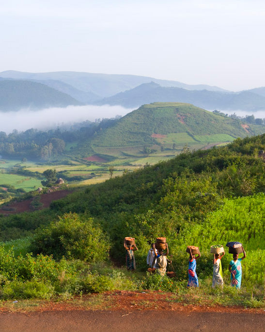 Araku Coffee un terroir et une agriculture unique