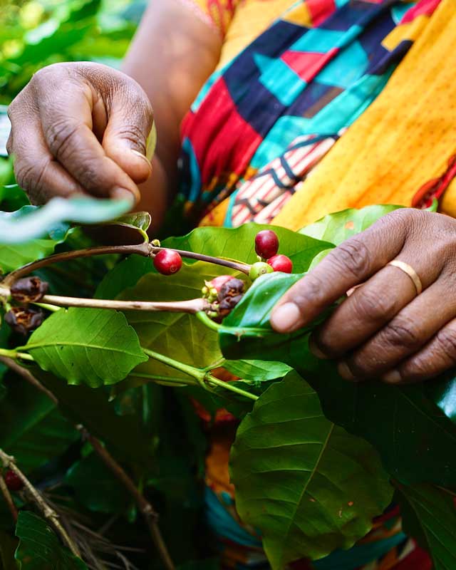 Le café de spécialité est un café d'exception qui se doit de respecter des critères de production stricte : Araku café de spécialité