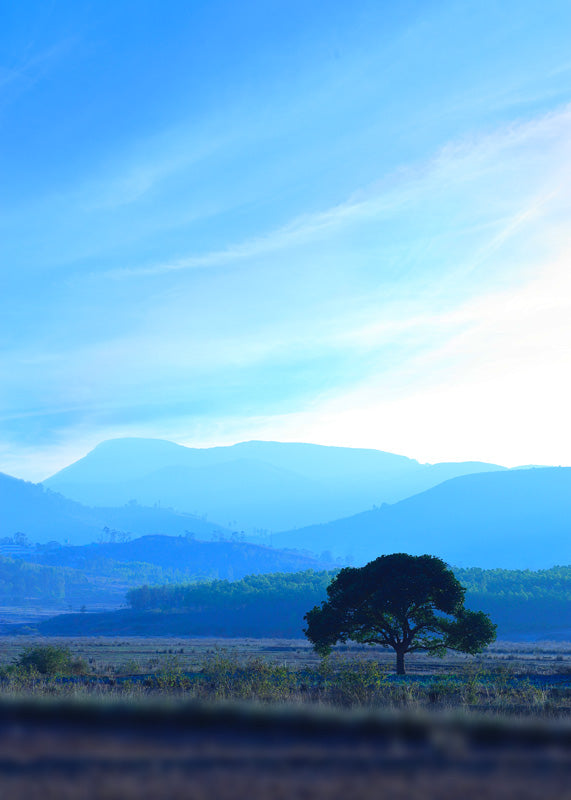 Paysage de la vallée d'araku en inde, au levé du soleil