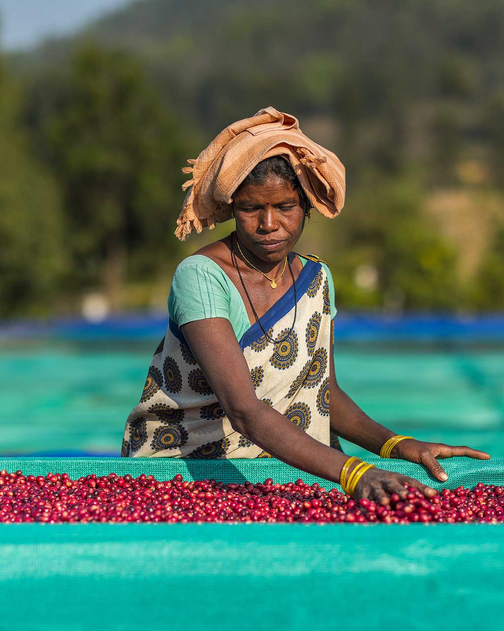 Culture café pur arabica : boîte café grains Haute Altitude