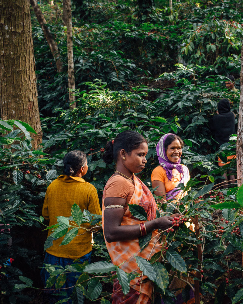 Coffee Box The Grands Classiques Tin - Araku: Specialty Coffee