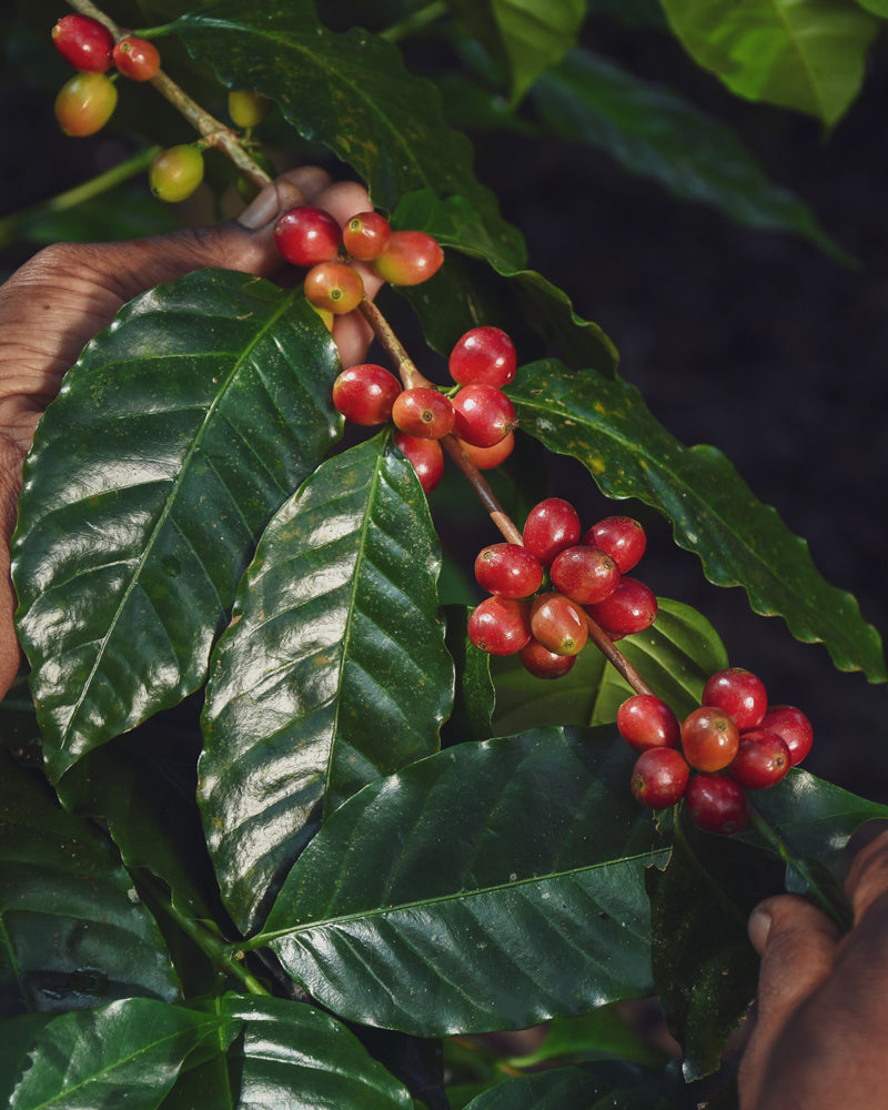 les meilleurs cafés en grains dans un coffret de café de spécialité 