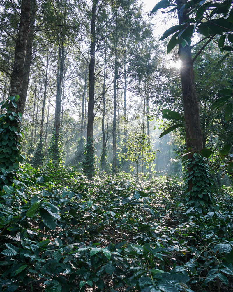 les microlots de café : terroir d'exception pour un café premium