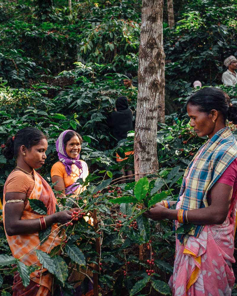 Araku coffee : premier café de spécialité de terroir