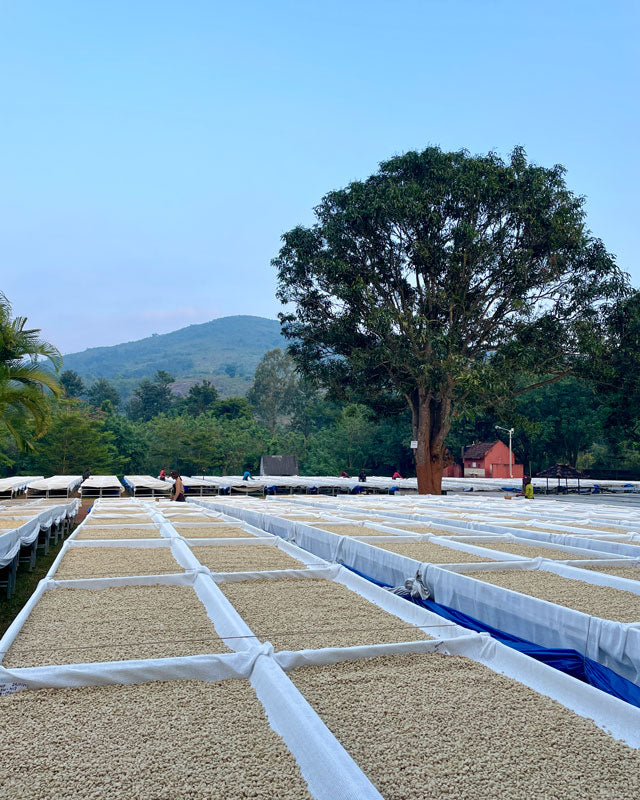 Germination des graines de café et création de lits de semences