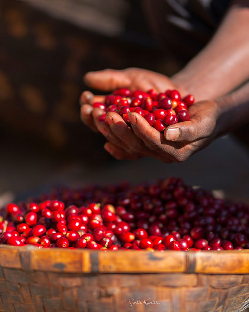 Café de spécialité bio : récolte de cerises de café équitable